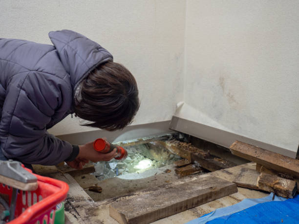 Best Emergency Mold Remediation  in Ponder, TX