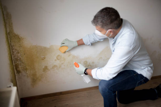 Best Industrial Mold Remediation  in Ponder, TX
